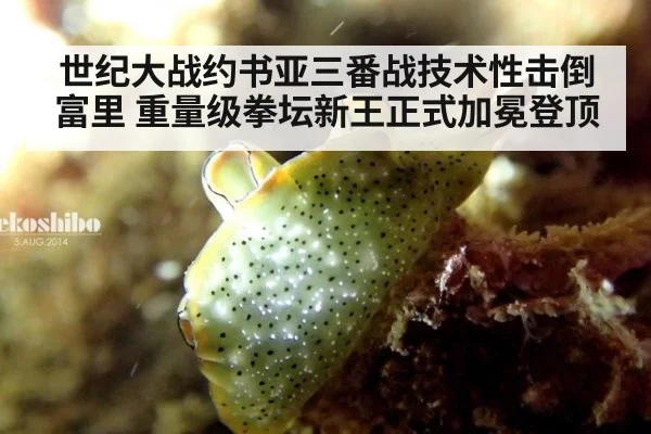 世纪大战约书亚三番战技术性击倒富里 重量级拳坛新王正式加冕登顶